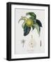 Poire D'Ange, Engraved by Bocourt, Published 1755-Pierre-Antoine Poiteau-Framed Giclee Print