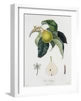 Poire D'Ange, Engraved by Bocourt, Published 1755-Pierre-Antoine Poiteau-Framed Giclee Print