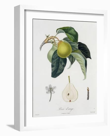 Poire D'Ange, Engraved by Bocourt, Published 1755-Pierre-Antoine Poiteau-Framed Giclee Print