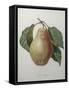 Poire Tarquin-Pierre-Joseph Redoute-Framed Stretched Canvas