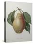 Poire Tarquin-Pierre-Joseph Redoute-Stretched Canvas