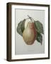 Poire Tarquin-Pierre-Joseph Redoute-Framed Art Print