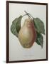 Poire Tarquin-Pierre-Joseph Redoute-Framed Art Print