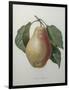 Poire Tarquin-Pierre-Joseph Redoute-Framed Art Print