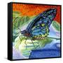 Poised Butterfly II-Carolee Vitaletti-Framed Stretched Canvas