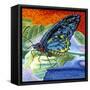 Poised Butterfly II-Carolee Vitaletti-Framed Stretched Canvas