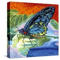 Poised Butterfly II-Carolee Vitaletti-Stretched Canvas