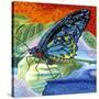 Poised Butterfly II-Carolee Vitaletti-Stretched Canvas