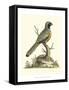 Poised in Nature I-George Edwards-Framed Stretched Canvas