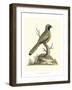 Poised in Nature I-George Edwards-Framed Art Print