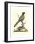 Poised in Nature I-George Edwards-Framed Art Print