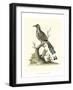 Poised in Nature II-George Edwards-Framed Art Print