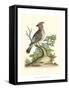 Poised in Nature III-George Edwards-Framed Stretched Canvas