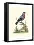 Poised in Nature IV-George Edwards-Framed Stretched Canvas