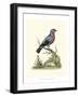 Poised in Nature IV-George Edwards-Framed Art Print