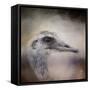 Poised Ostrich-Jai Johnson-Framed Stretched Canvas