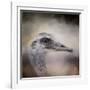 Poised Ostrich-Jai Johnson-Framed Giclee Print