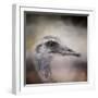 Poised Ostrich-Jai Johnson-Framed Giclee Print