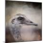 Poised Ostrich-Jai Johnson-Mounted Giclee Print
