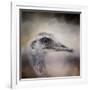 Poised Ostrich-Jai Johnson-Framed Giclee Print