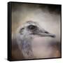 Poised Ostrich-Jai Johnson-Framed Stretched Canvas