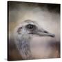 Poised Ostrich-Jai Johnson-Stretched Canvas