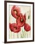 Poised Poppy II-Grace Popp-Framed Art Print