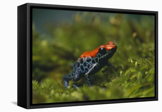 Poison Arrow Frog in Foliage-DLILLC-Framed Stretched Canvas