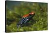 Poison Arrow Frog in Foliage-DLILLC-Stretched Canvas