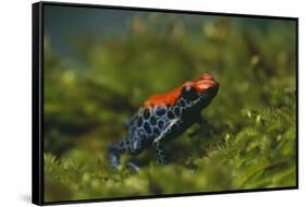 Poison Arrow Frog in Foliage-DLILLC-Framed Stretched Canvas