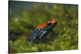 Poison Arrow Frog in Foliage-DLILLC-Stretched Canvas