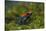 Poison Arrow Frog in Foliage-DLILLC-Stretched Canvas