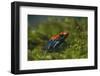 Poison Arrow Frog in Foliage-DLILLC-Framed Photographic Print