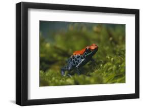 Poison Arrow Frog in Foliage-DLILLC-Framed Photographic Print
