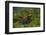 Poison Arrow Frog in Foliage-DLILLC-Framed Photographic Print