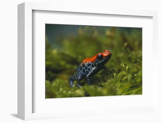 Poison Arrow Frog in Foliage-DLILLC-Framed Photographic Print