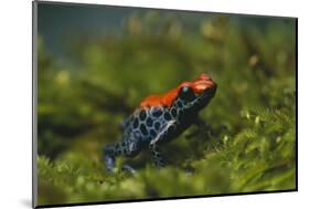 Poison Arrow Frog in Foliage-DLILLC-Mounted Photographic Print