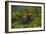 Poison Arrow Frog in Foliage-DLILLC-Framed Photographic Print