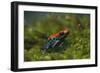 Poison Arrow Frog in Foliage-DLILLC-Framed Photographic Print