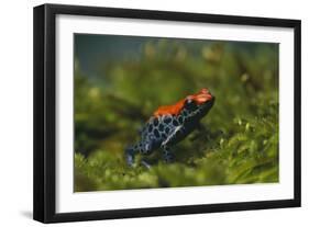 Poison Arrow Frog in Foliage-DLILLC-Framed Photographic Print