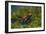 Poison Arrow Frog in Foliage-DLILLC-Framed Photographic Print