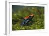 Poison Arrow Frog in Foliage-DLILLC-Framed Photographic Print