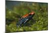 Poison Arrow Frog in Foliage-DLILLC-Mounted Photographic Print