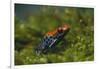 Poison Arrow Frog in Foliage-DLILLC-Framed Photographic Print