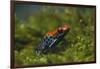 Poison Arrow Frog in Foliage-DLILLC-Framed Photographic Print