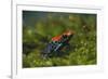 Poison Arrow Frog in Foliage-DLILLC-Framed Photographic Print