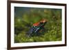 Poison Arrow Frog in Foliage-DLILLC-Framed Photographic Print