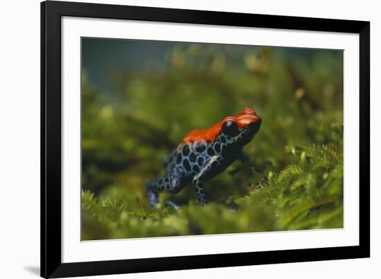 Poison Arrow Frog in Foliage-DLILLC-Framed Photographic Print