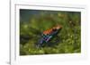 Poison Arrow Frog in Foliage-DLILLC-Framed Photographic Print