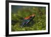 Poison Arrow Frog in Foliage-DLILLC-Framed Photographic Print